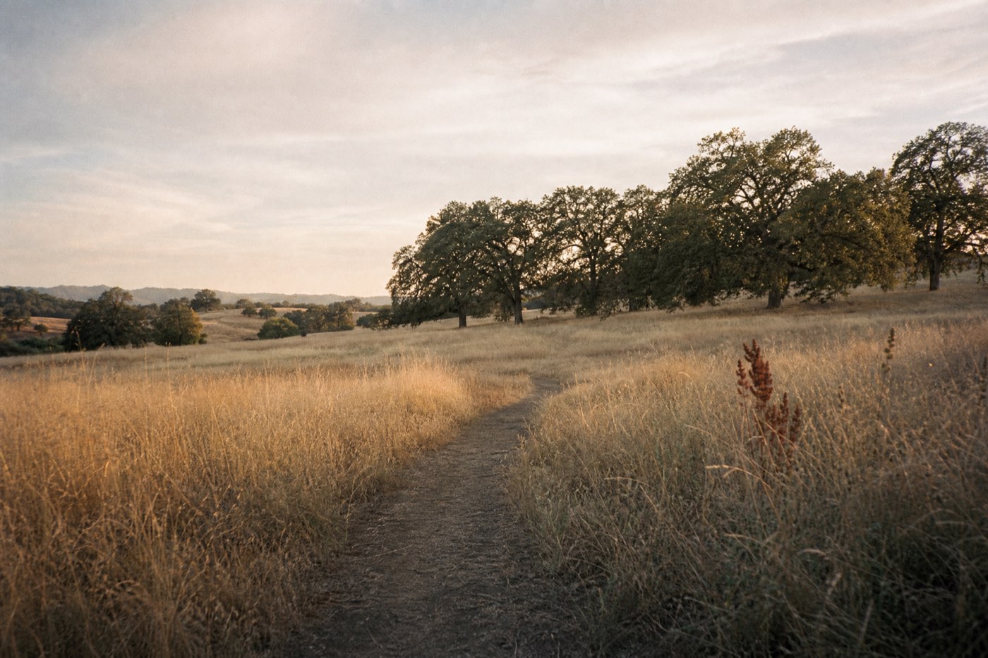 A path curving through open grassland toward a distant treeline